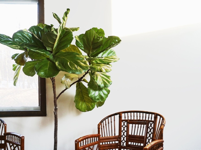 Фикус лировидный андре