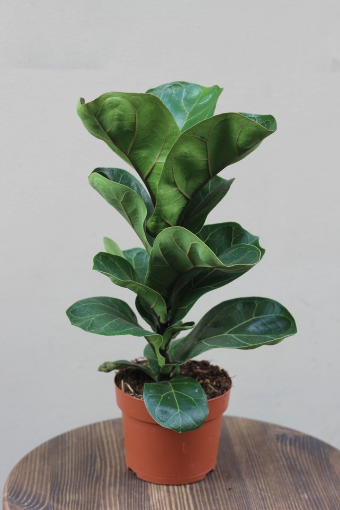 Фикус лировидный бамбино