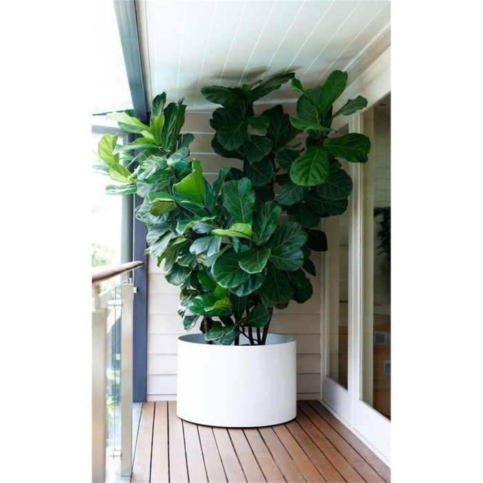 Фикус лирата буш