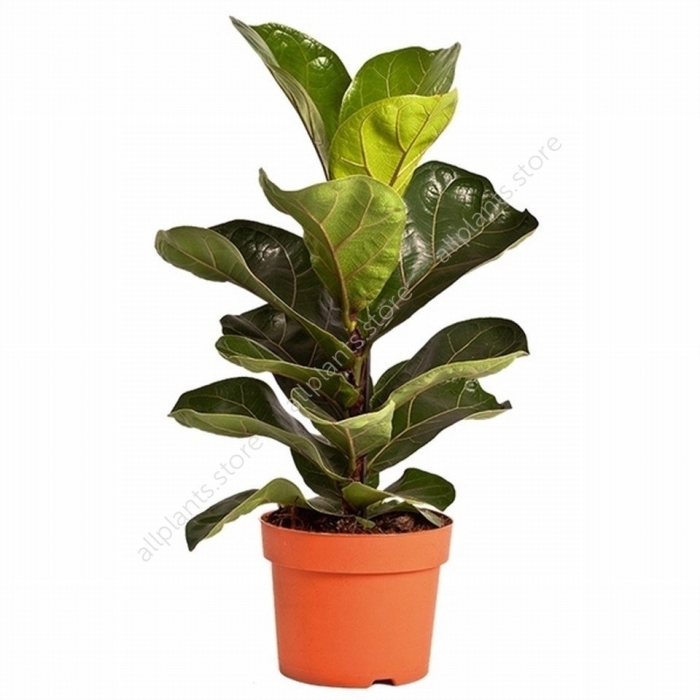 Комнатное растение фикус лирата бамбино