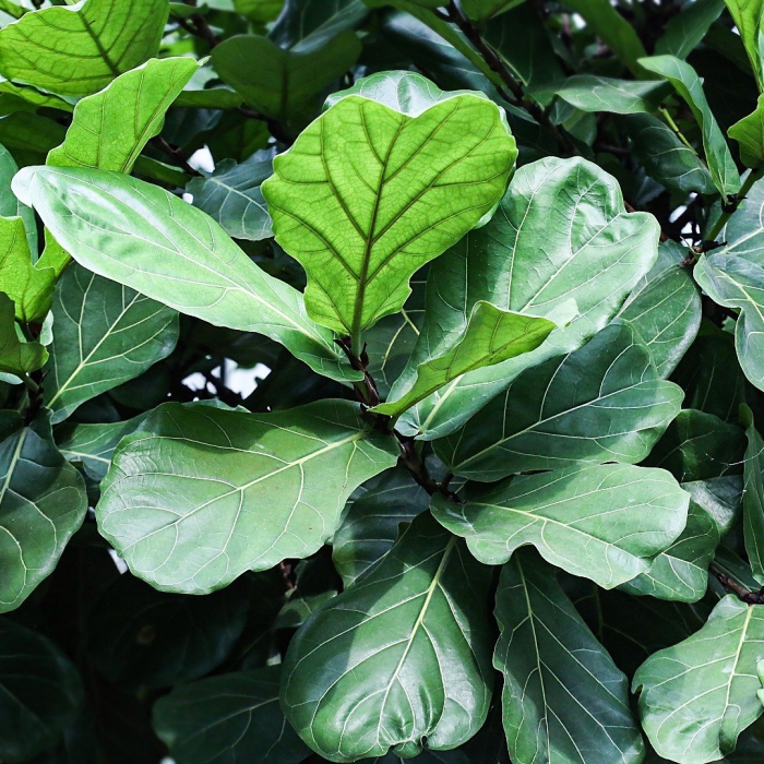 Лирата фикус