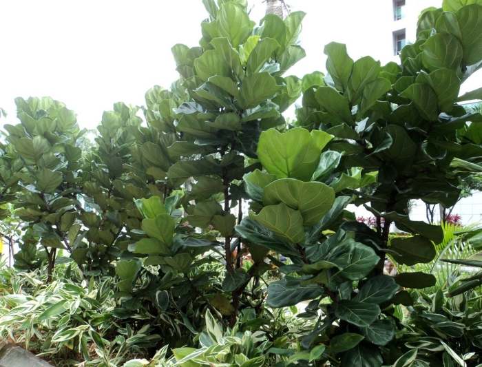 Фикус лировидный каучуконосный