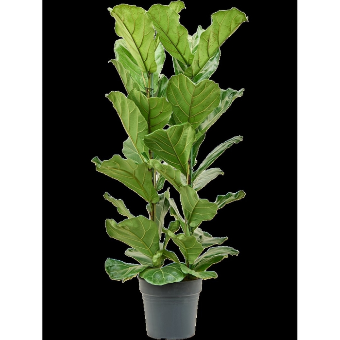 Лирата бамбино фикус