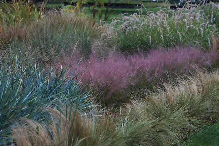 Колосняк (элимус) песчаный