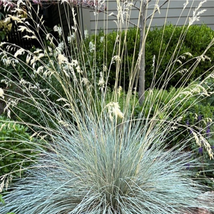 Овсец вечнозеленый