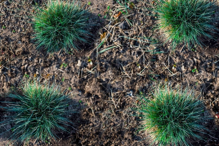 Овсяница готье