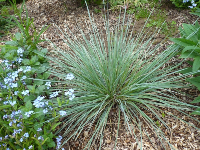 Элимус (голубая осока)