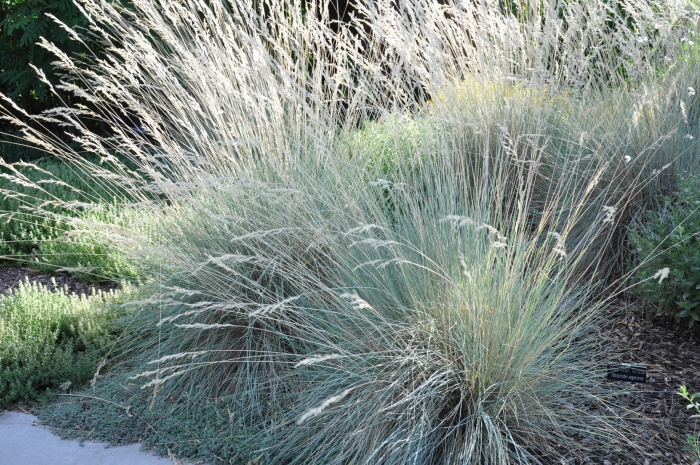 Овсец вечнозелёный ( helictotrichon sempervirens)