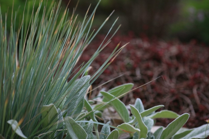 Колосняк элимус песчаный