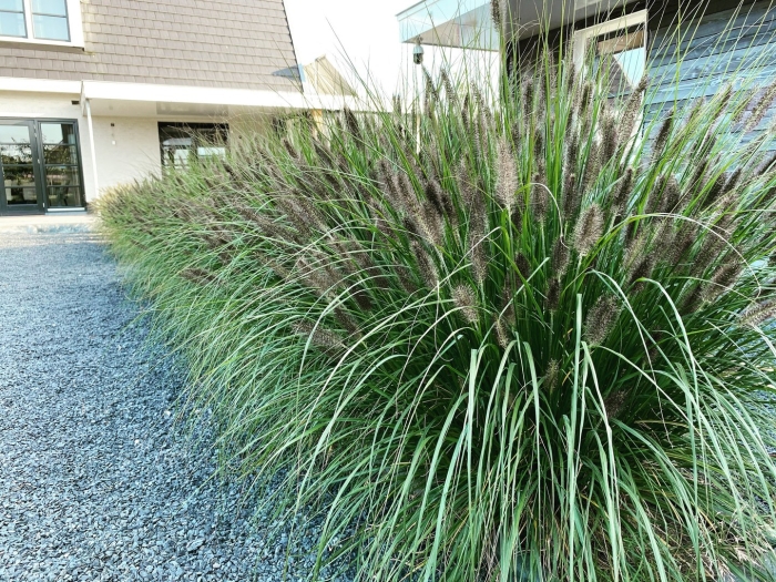 Пеннисетум литтл банни