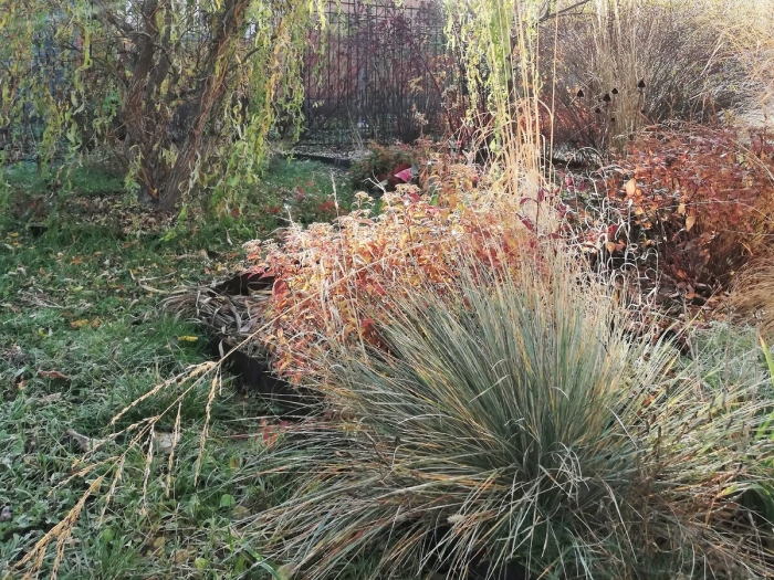 Овсяница мейери