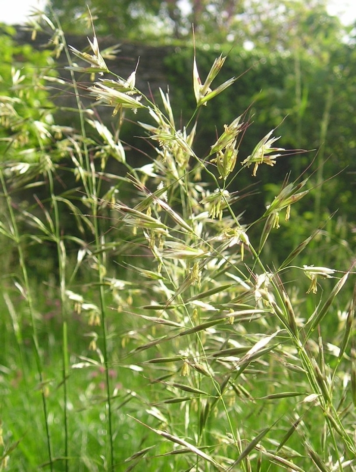 Trisetum flavescens