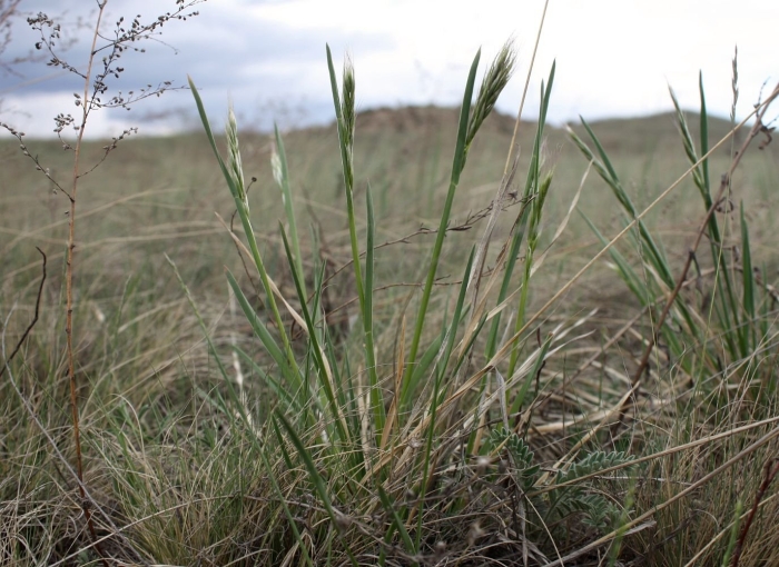 Овсяница луговая (festuca rubra