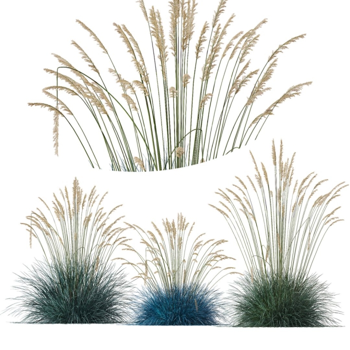 Злаки на белом фоне