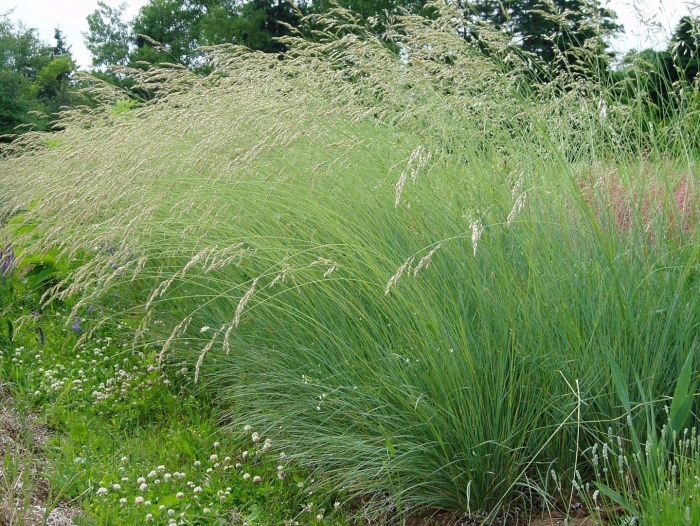 Молиния тростниковая cordoba