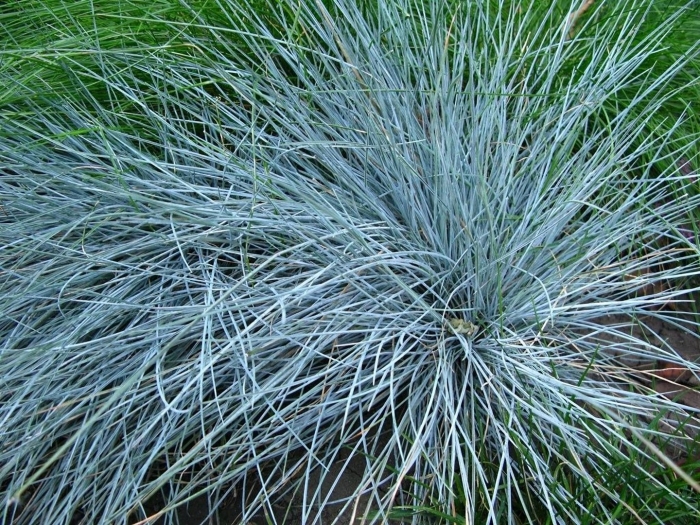 Овсяница сизая голубая