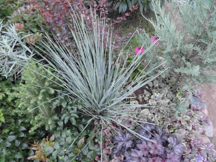 Колосняк песчаный