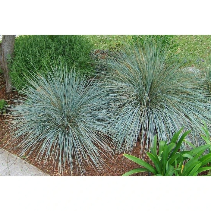 Festuca glauca
