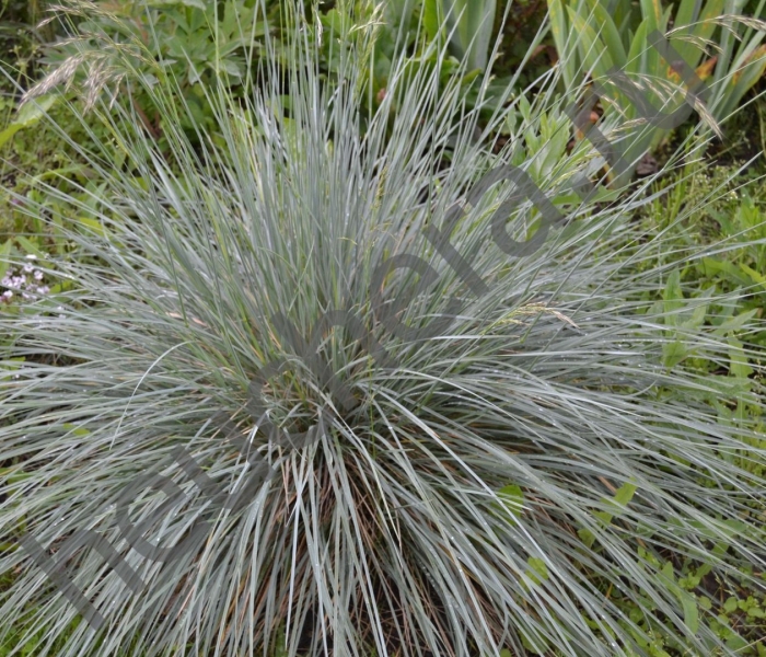 Овсяница сизая варна