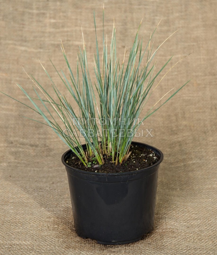 Овсяница сизая рассада