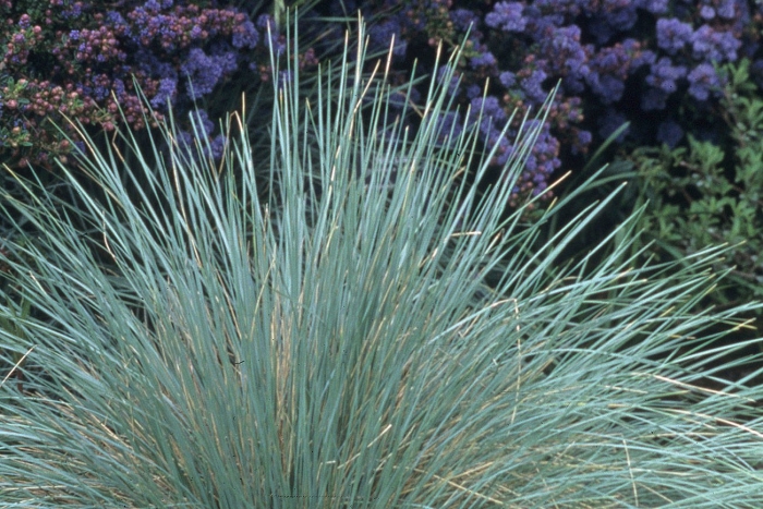 Овсяница сизая azurit