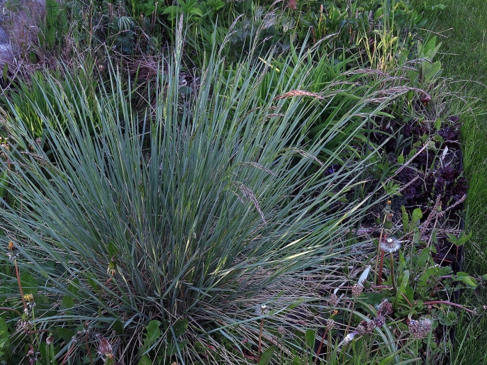 Овсяница бадди блю