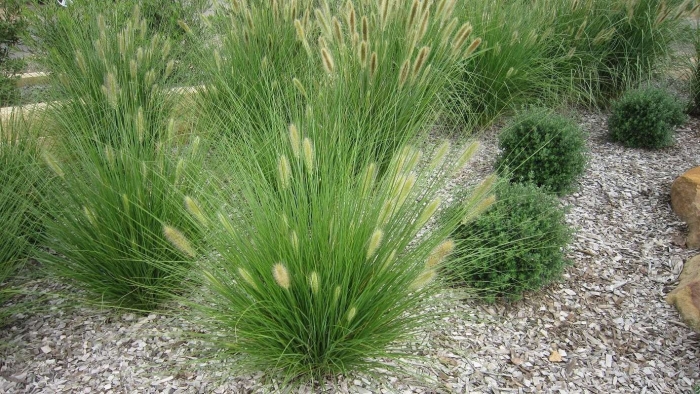 Pennisetum alopecuroides