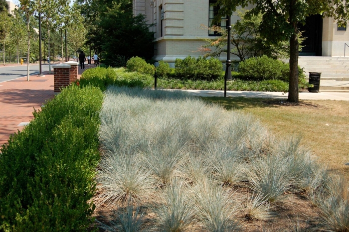 Овсяница сизая azurit