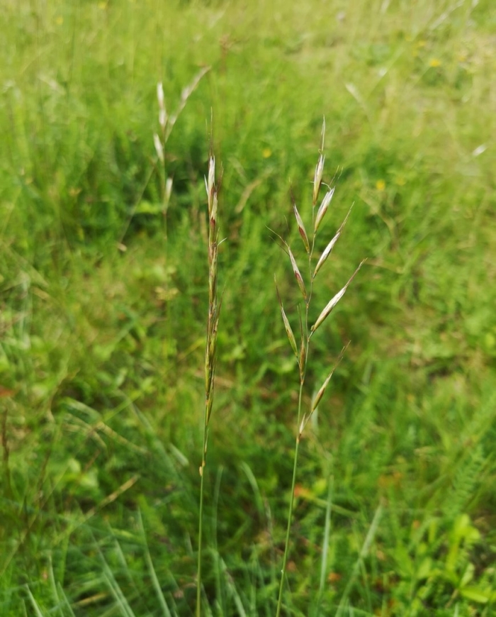 Мятлик луговой poa pratensis