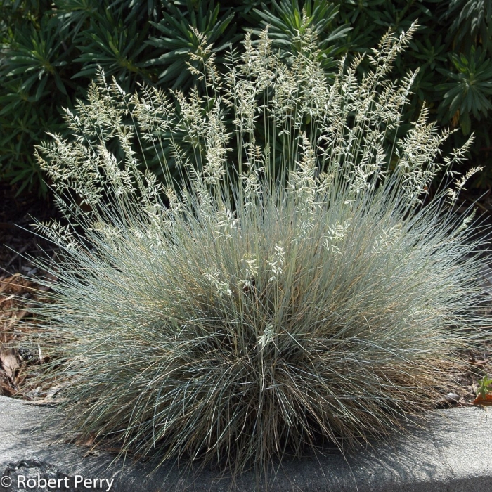 Овсяница сизая (festuca glauca)