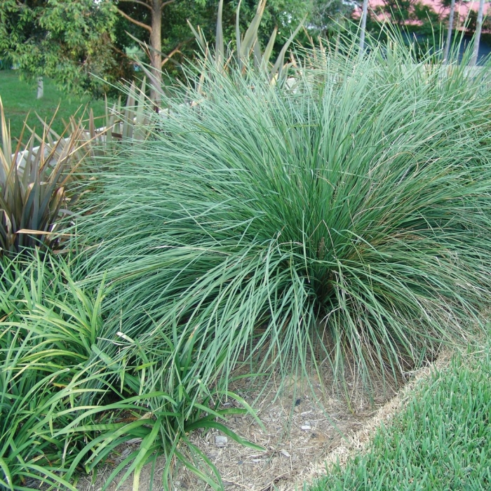 Ornamental grass