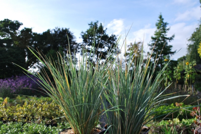 Овсяница фестука глаука