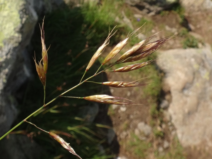 Кострец безостый