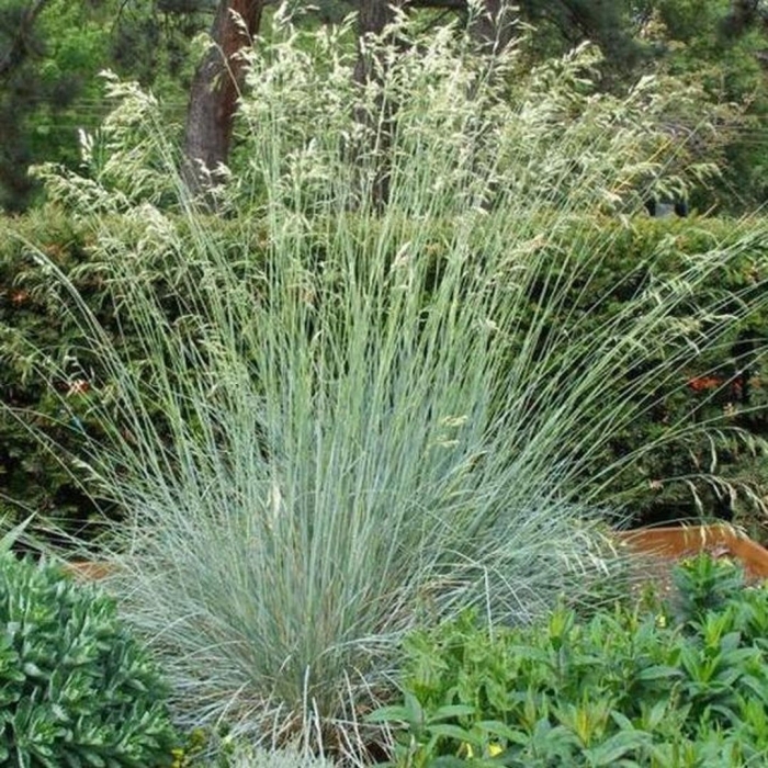 Овсец вечнозеленый