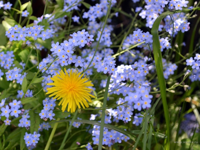 Ромашка лютик василек