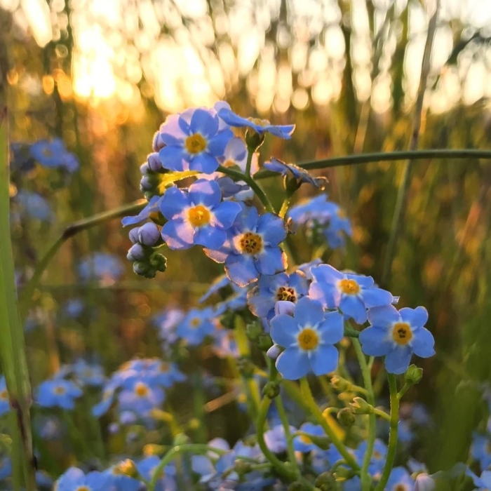 Незабудка полевая myosotis arvensis
