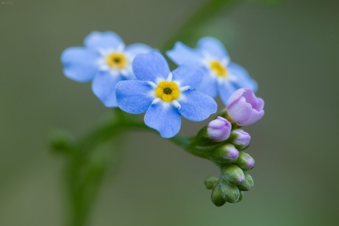 Незабудка холмовая