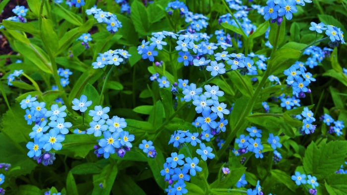 Незабудка голубые глазки многолетник