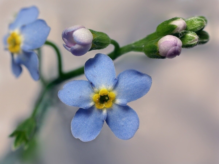 Незабудка болотная myosotis palustris