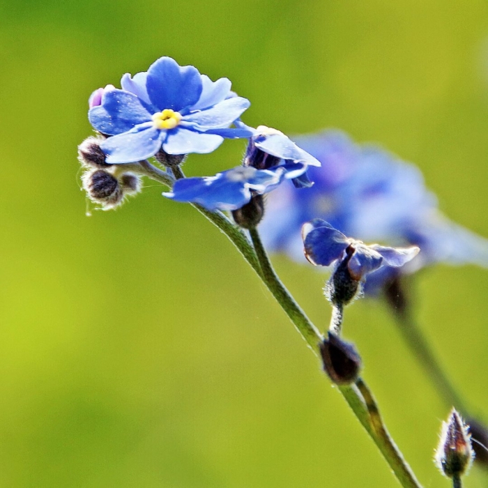 Незабудка растение