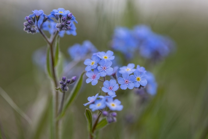 Незабудка дернистая
