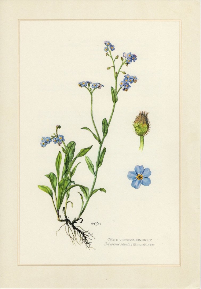 Незабудка полевая myosotis arvensis