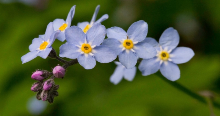 Незабудка песчаная