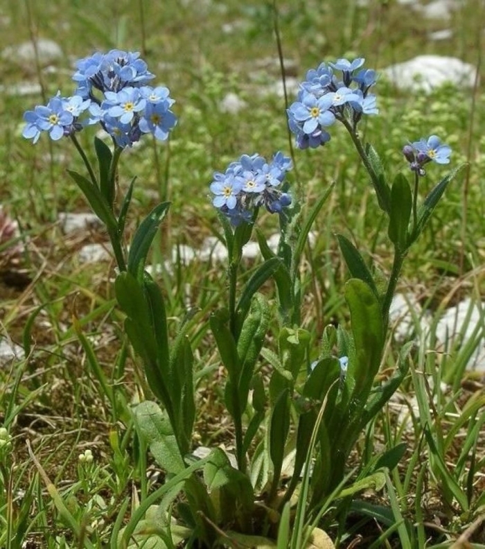 Myosotis micrantha
