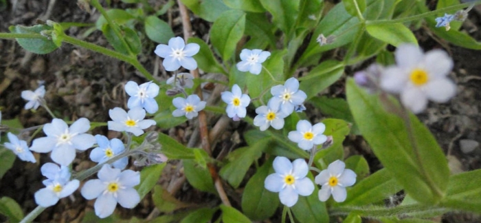 Незабудка альпийская