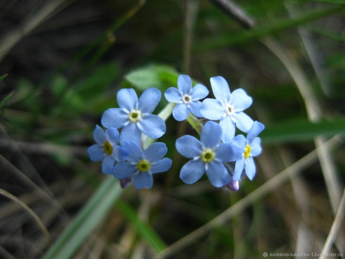 Незабудка полевая myosotis arvensis