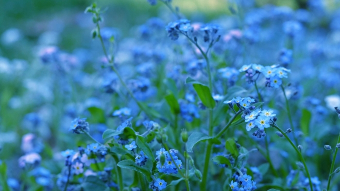 Незабудка полевая myosotis arvensis