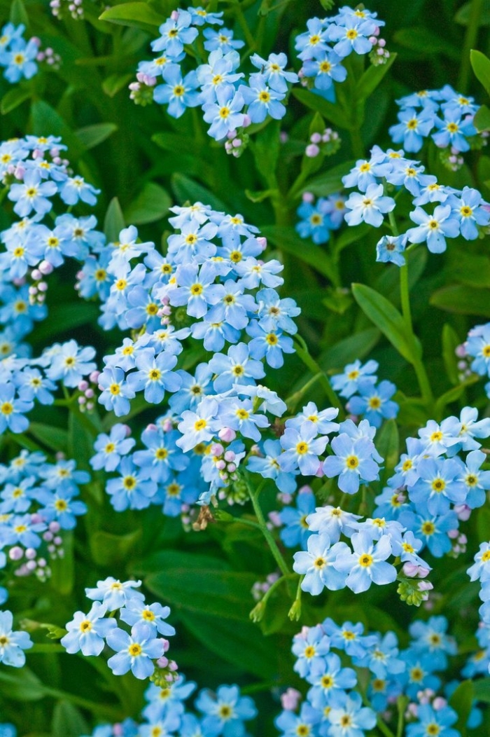 Незабудка полевая myosotis arvensis
