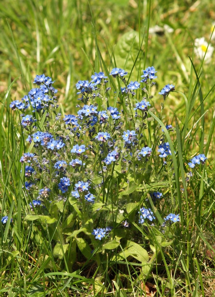 Незабудка лесная