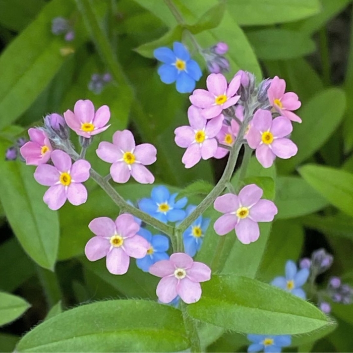 Незабудка альпийская myosotis alpestris